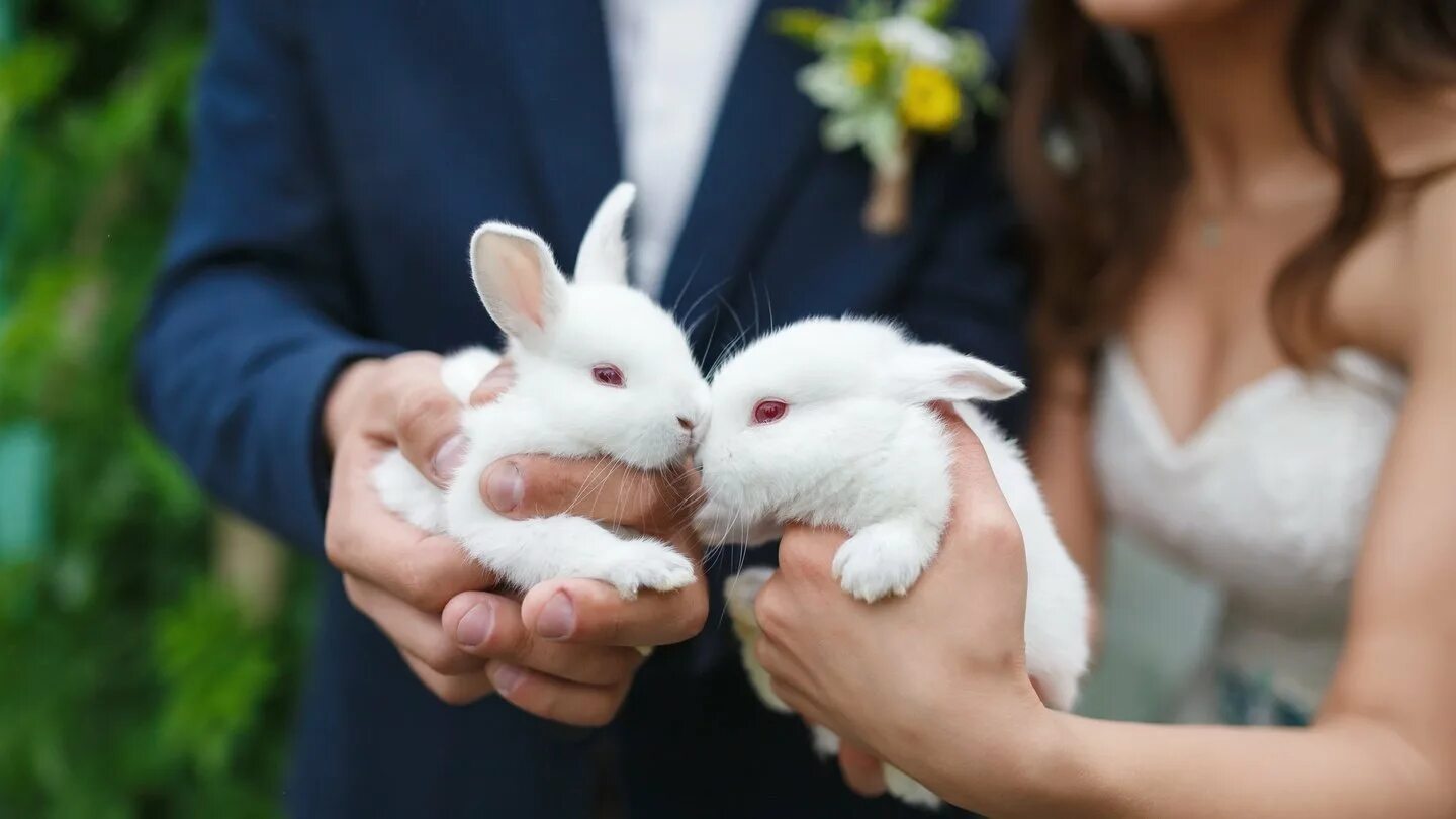 Влюбленные кролики. Фотосессия с кроликом. Кролики парочка. Пара кроликов. Кролику 7 лет