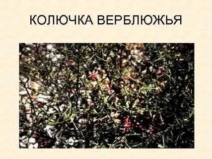 Верблюжья колючка прилагательное