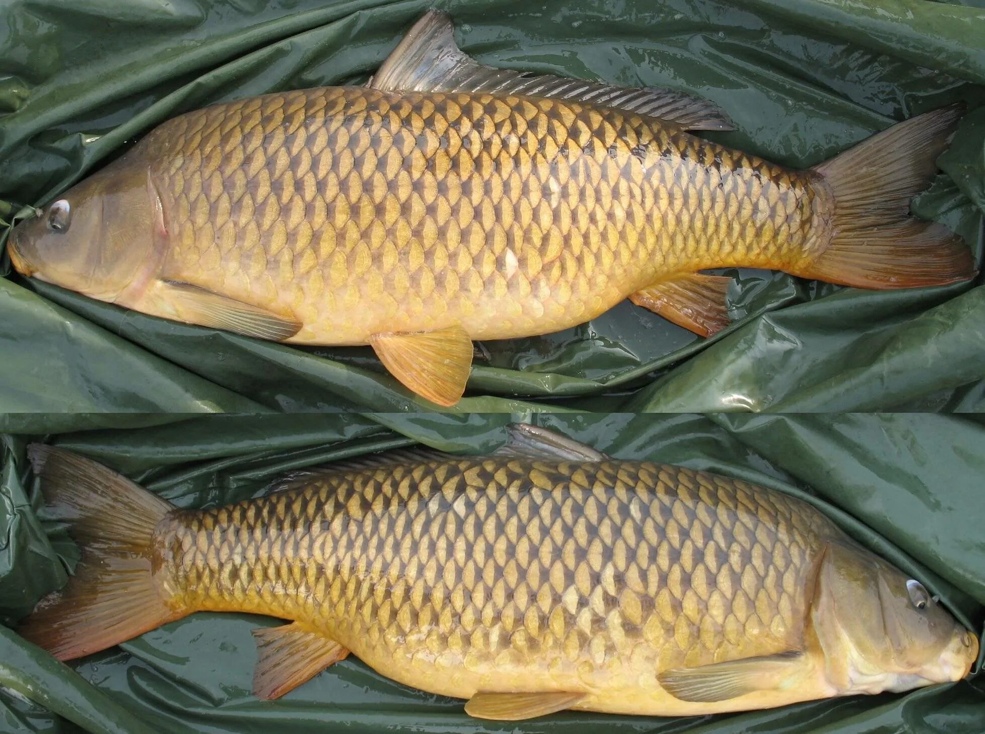 Амур Карп сазан. Сазан (Cyprinus Carpio). Карп (Cyprinus Carpio). Карп обыкновенный – Cyprinus Carpio. Сазан виды рыбы