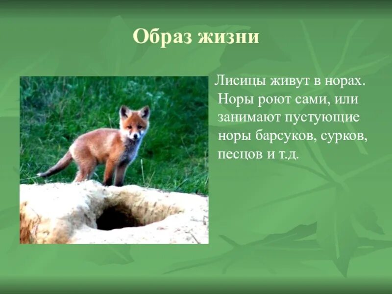 Лиса доклад 3 класс окружающий мир. Лиса для презентации. описание лисы. образ жизни лисицы. рассказ про лису.