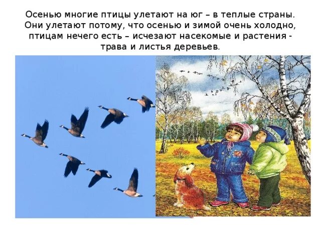 Птицы улетающие в теплые края на зиму. Птицы которые улетают осенью. птицы осенью улетают в тёплые и. осенью птицы улетают в теплые страны. как ведут себя птицы осенью.