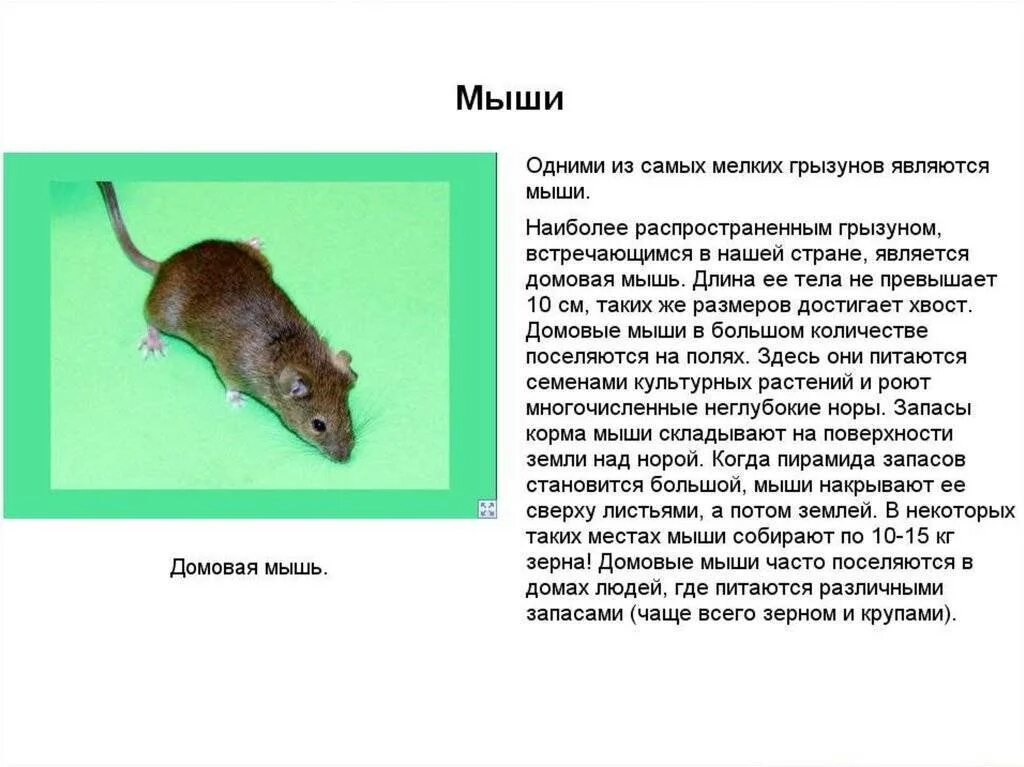 Размеры мышиных