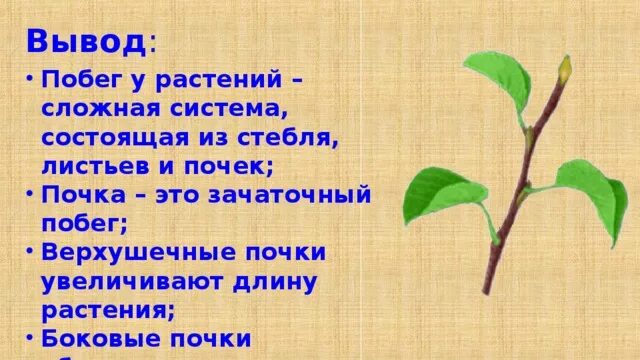 Строение побега вывод. Побег его строение и развитие. Побег и его структура. Строение почек вывод.