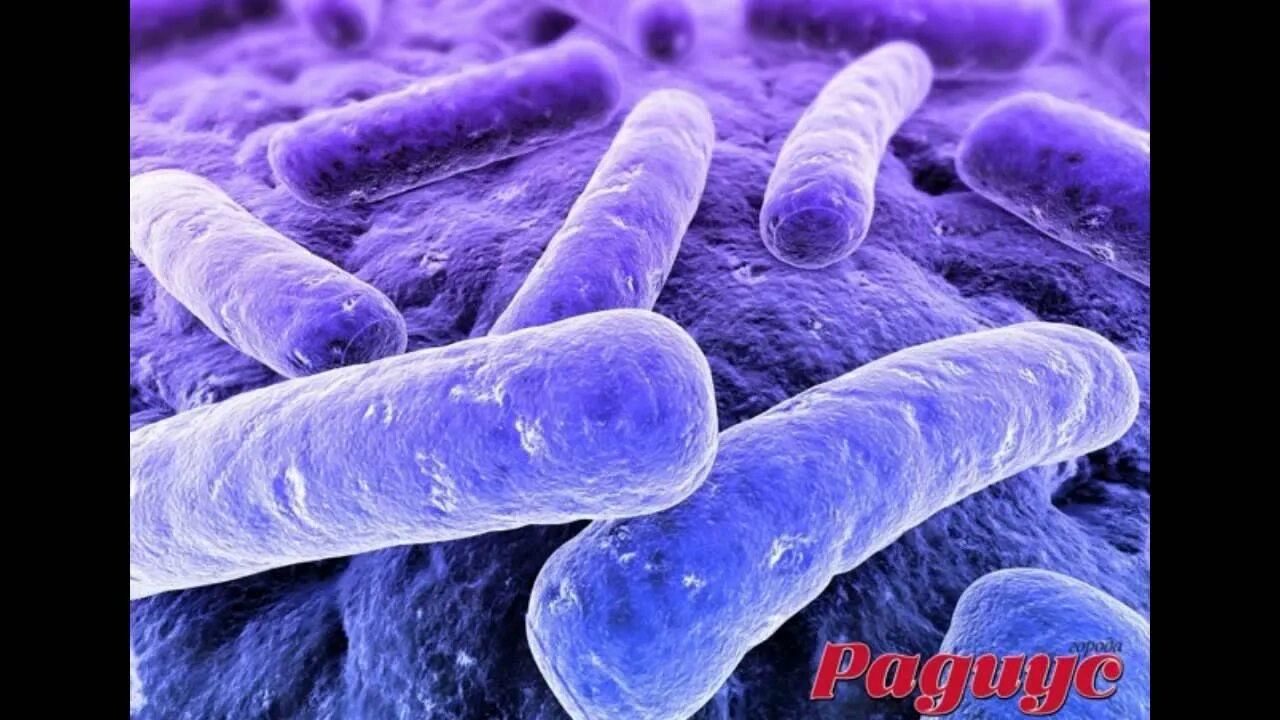 Палочка Коха возбудитель туберкулеза. Бактерия Mycobacterium tuberculosis. Палочка Коха туберкулез.