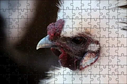 Петуха сколько лет