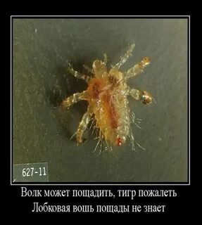 Слово вошь
