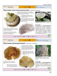 Гриб трутовик описание фото