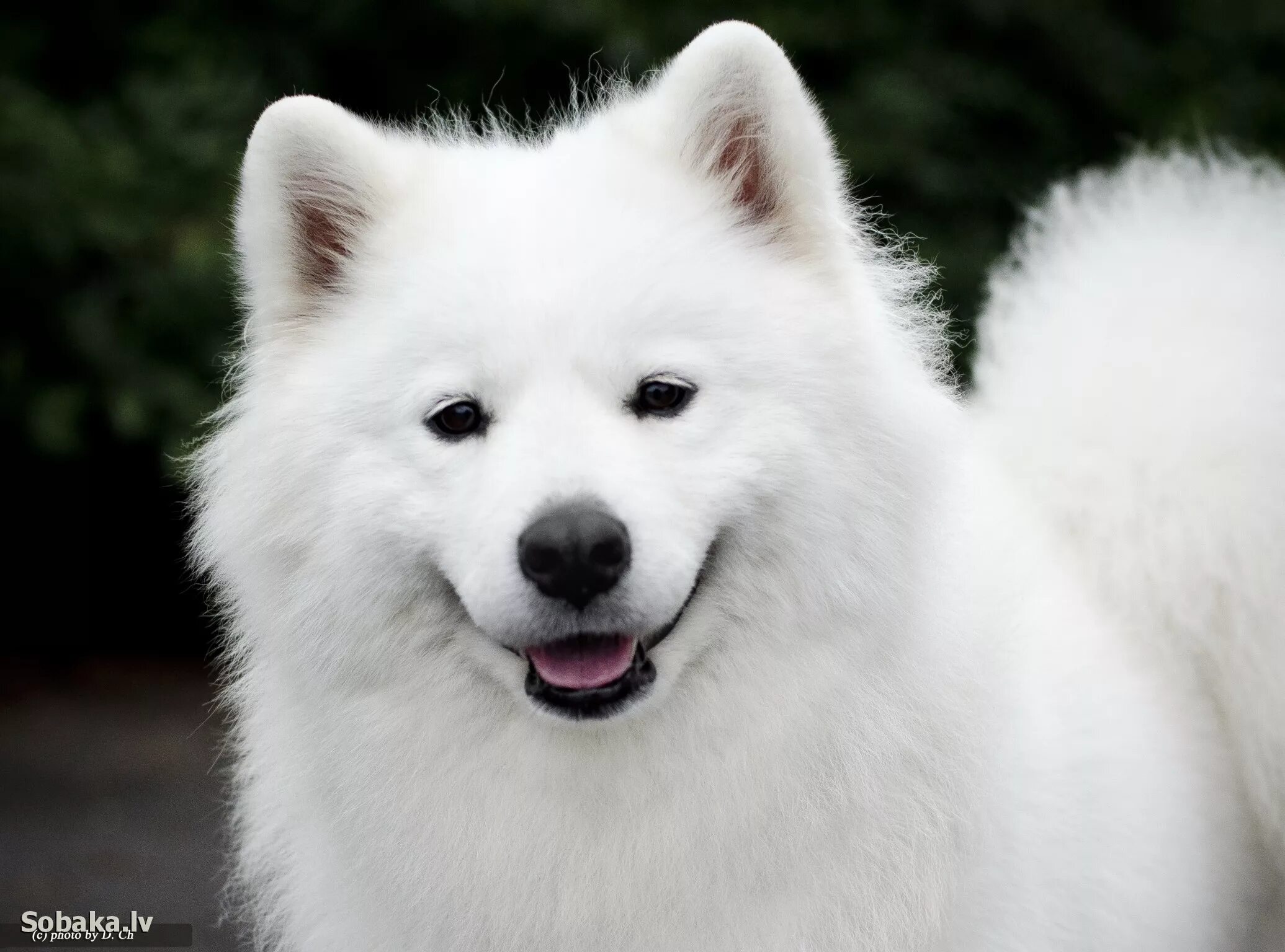 Большая белая собака. Самоед, Самми. Голубоглазый самоед. Собака улыбака самоед. Самоед серый.