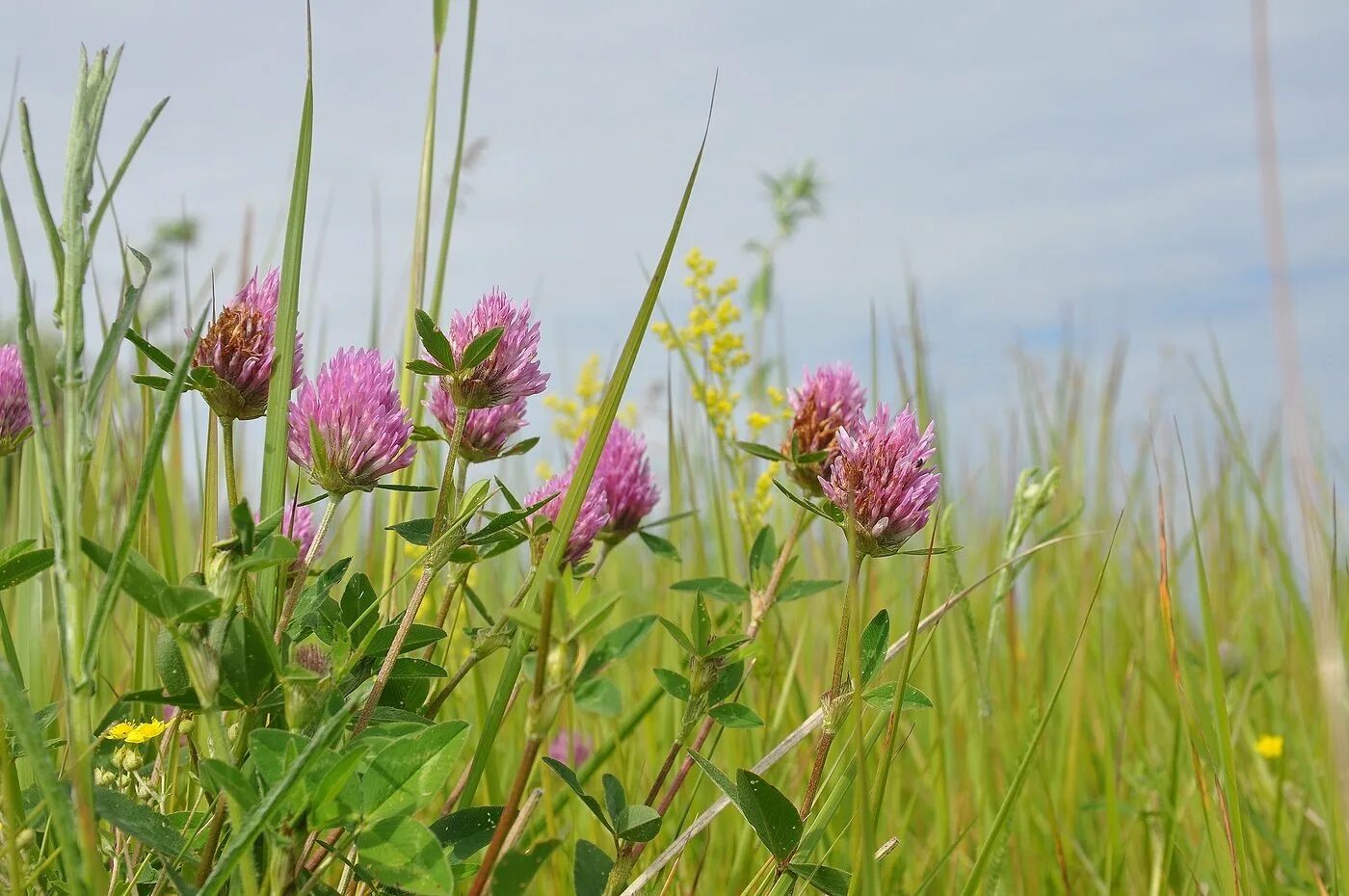 растительный мир. растительный мир лугов. полевые травы. многолистник луговой. трава самосейка.
