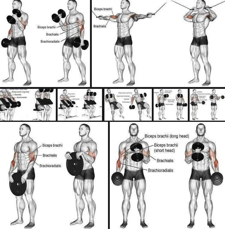 Упражнения с гантелями для бицепса для мужчин. Схема прокачки бицепса гантелями. Схема качания бицепса гантелями. Программа тренировок с гантелями на бицепс бицепс. Схема накачки бицепса гантелями.