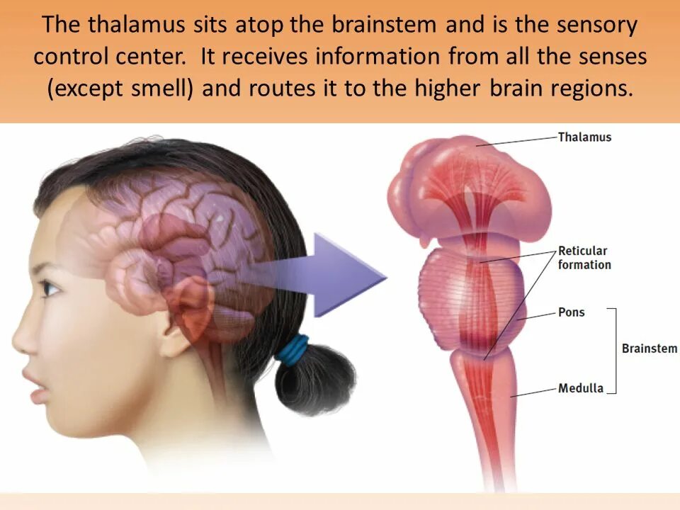 High brains. Reticular formation of brainstem. Медулла облонгата затылок. Міст в мозку.