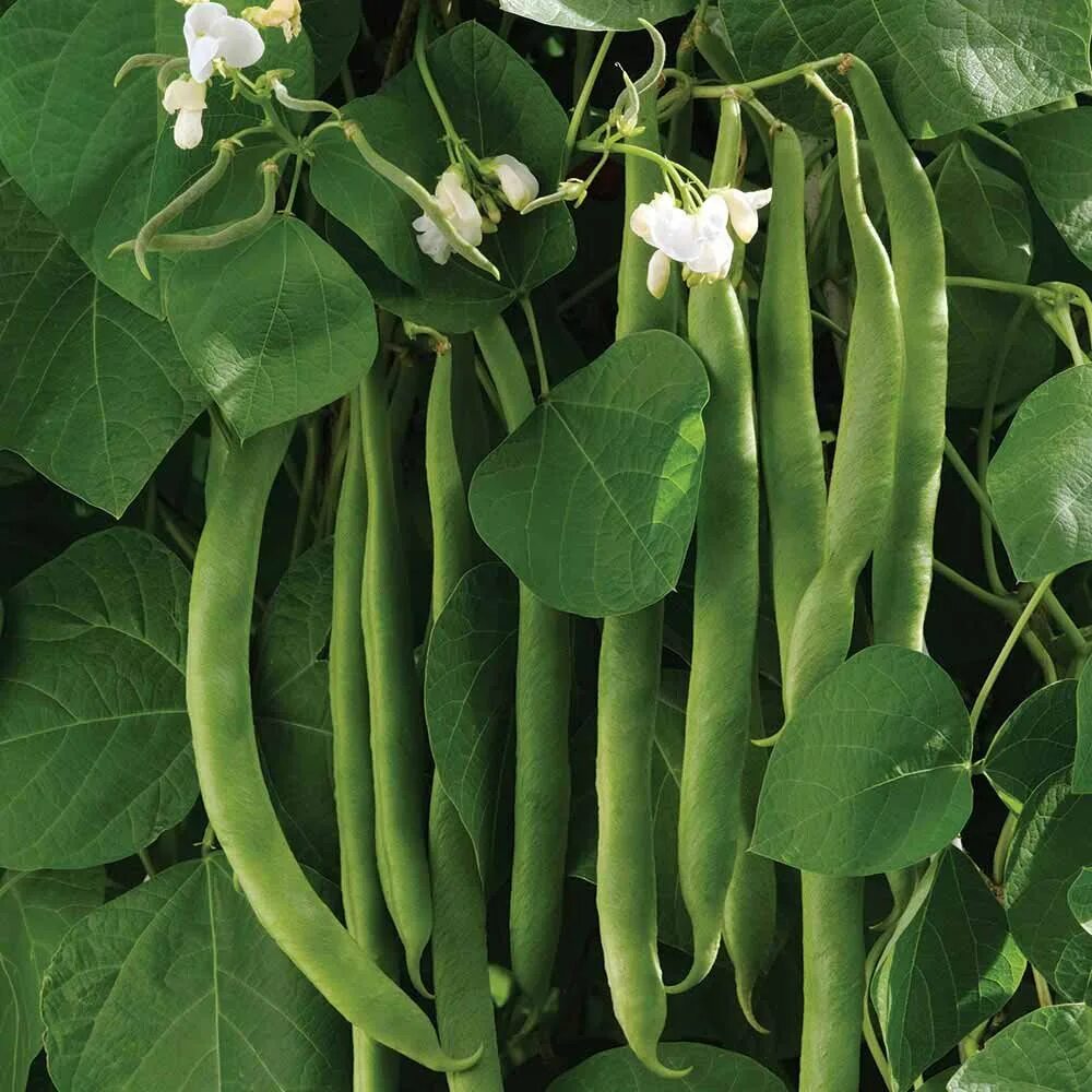 Фасоль обыкновенная (Phaseolus vulgaris. Фасоль вигна куст. Фасоль многоцветковая герцогиня. Фасоль остролистная (Phaseolus acutifolius). Фасоль корневая