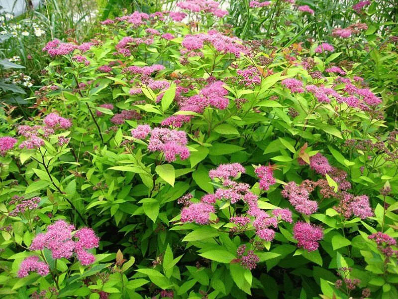 Кустарник японская спирея. Спирея японская (Spiraea japonica). Спирея Бумальда. Спирея Ватерери. Спирея декоративные кустарники фото