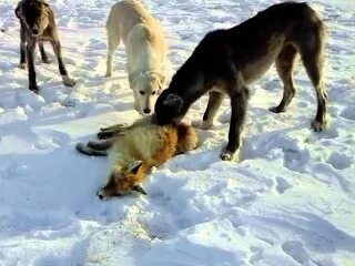 Онлайн порно аналар