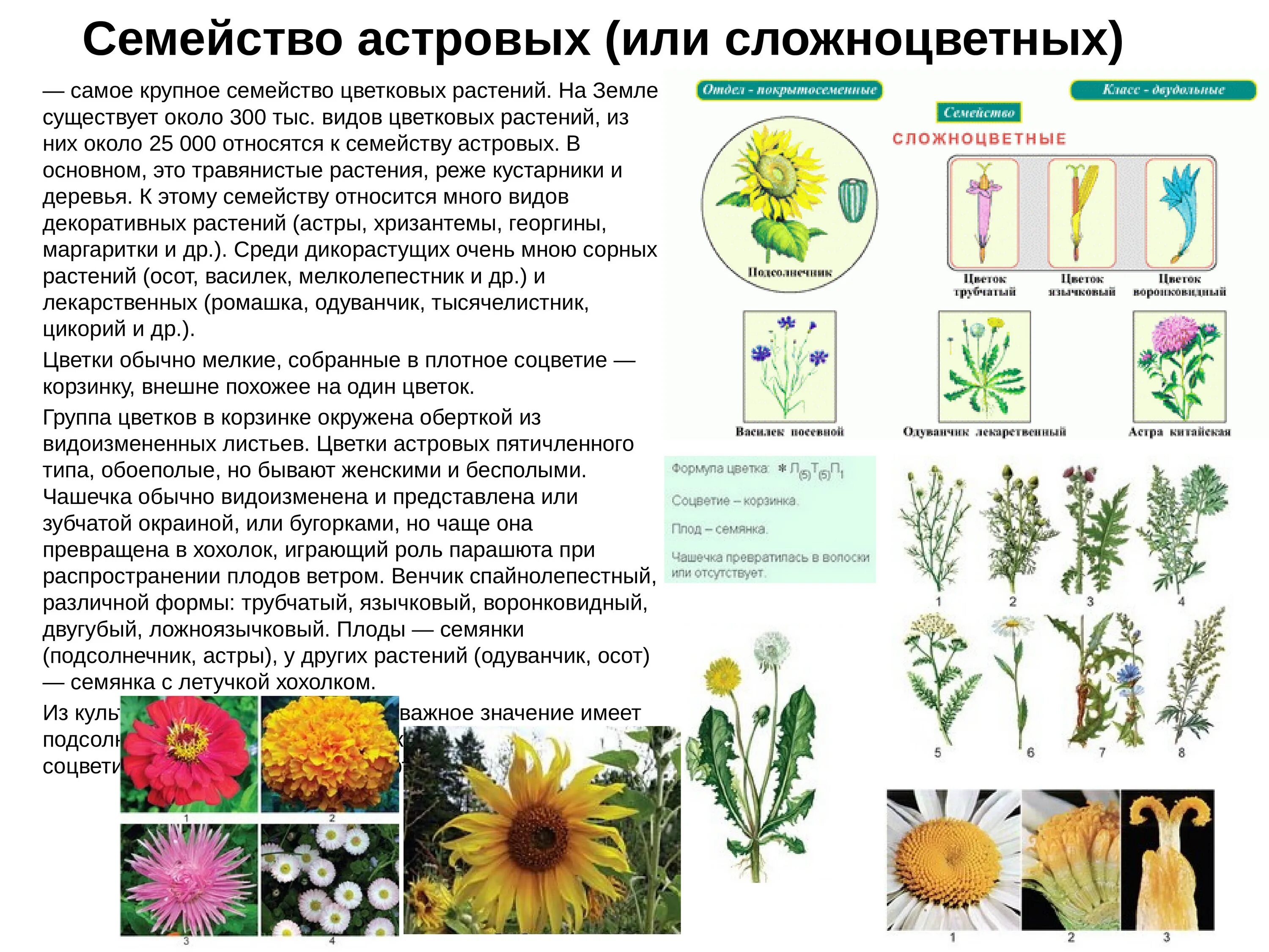 Сорные Сложноцветные. Декоративные Сложноцветные растения. Семейство Астровые дикорастущие растения. Ботаника изучение растений.