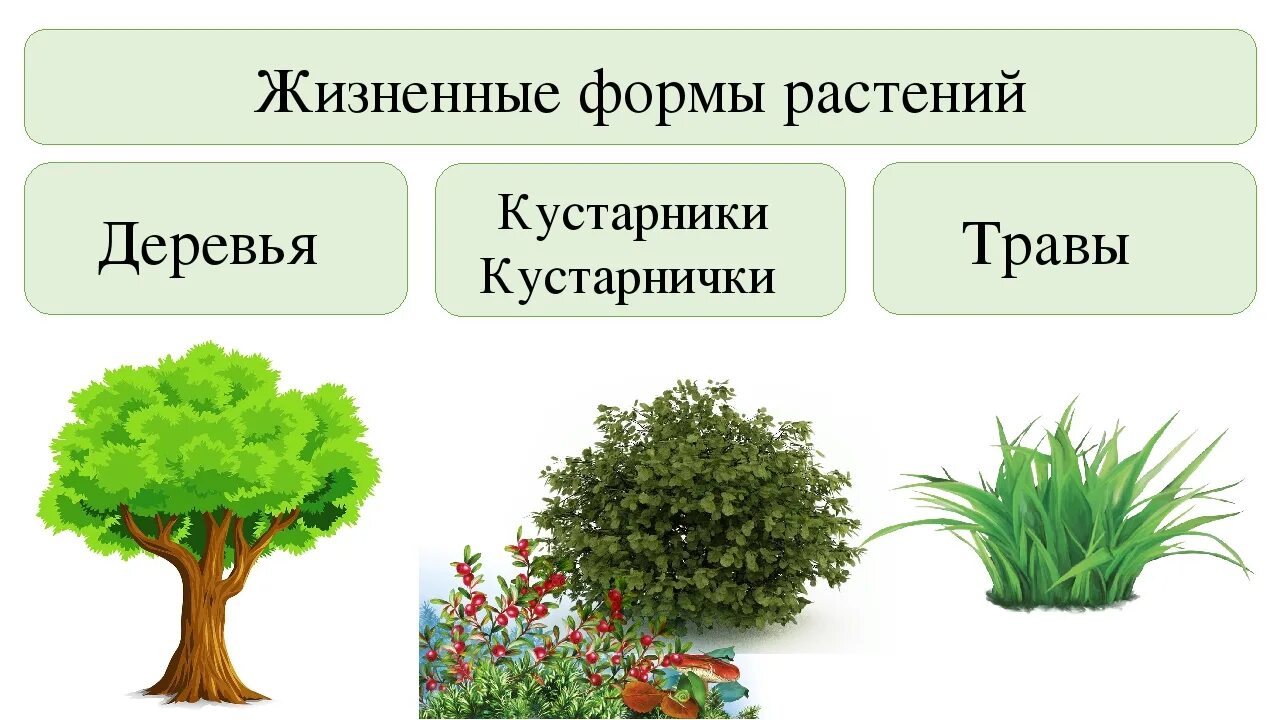 Основные жизненные формы деревья и кустарники