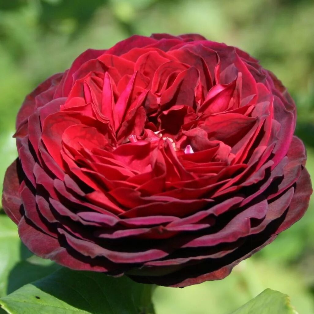 Von hardenberg. роза астрид харденберг. роза астрид графин фон харденбе. Von hardenberg. астрид графиня харденберг роза.