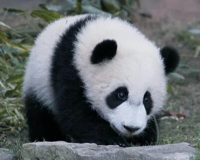 Panda book