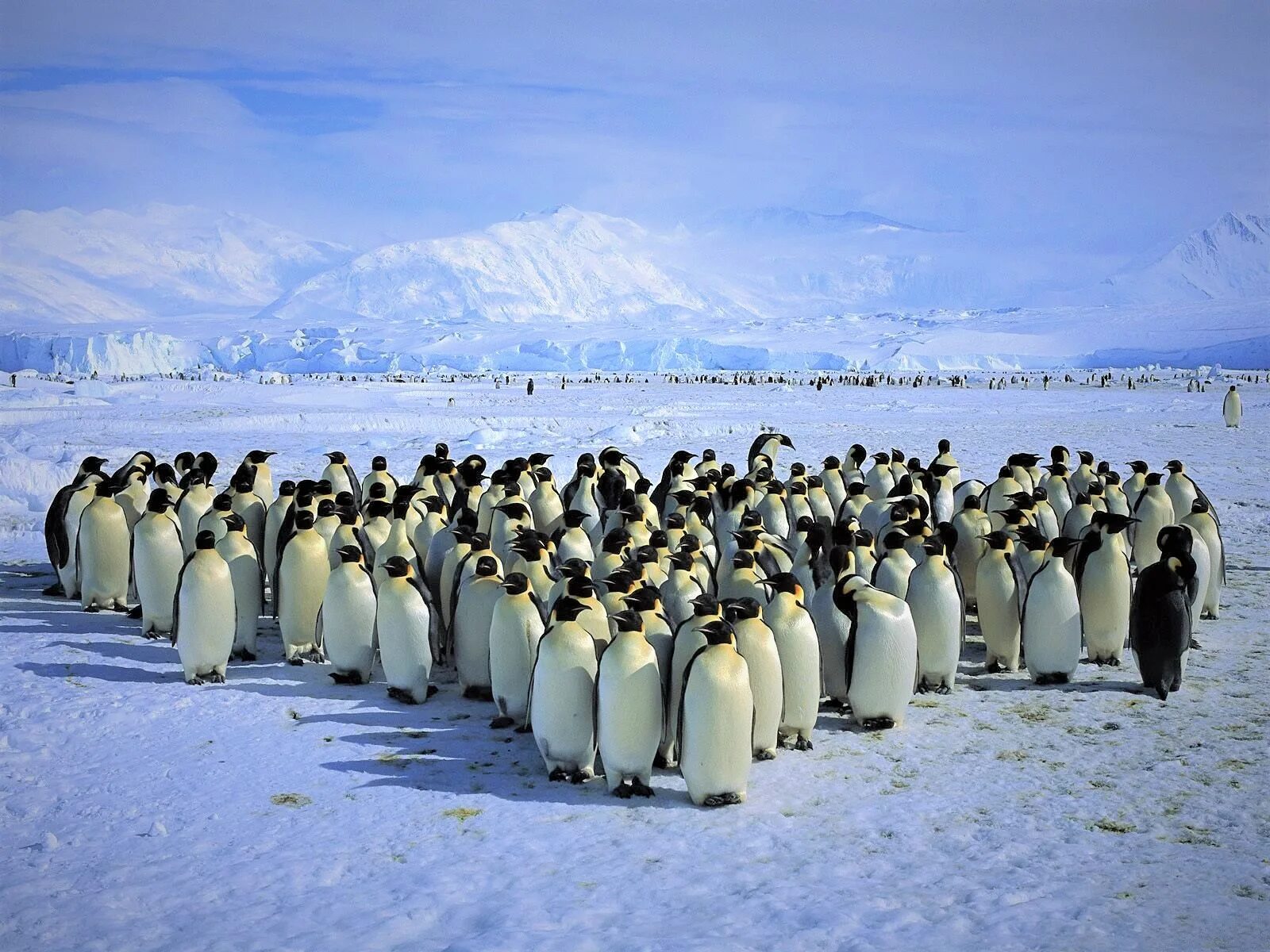 Пингвины в Антарктиде. Императорский Пингвин пингвины Антарктиды. Колония пингвинов в Антарктиде. Колония аляска