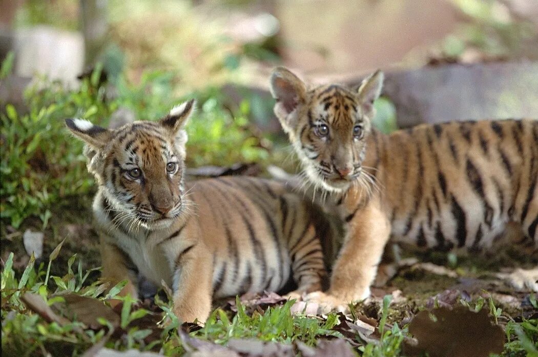 братья про тигров