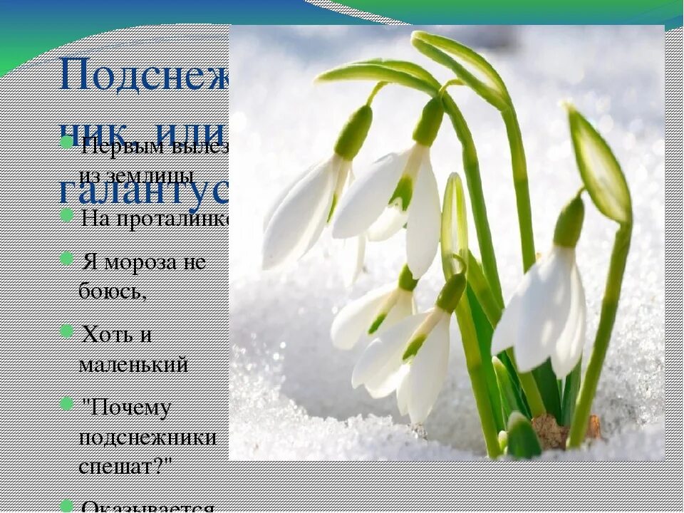 Александрова подснежник стихотворение. Подснежник или первоцвет. Подснежник для дошкольников. Подснежник презентация. Стихотворение Подснежник.