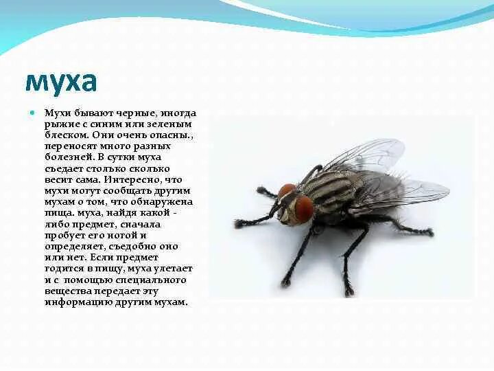 Описание мухи. Муха описание для детей. Интересные факты о мухах для детей. Муха для дошкольников. Сколько едят мухи