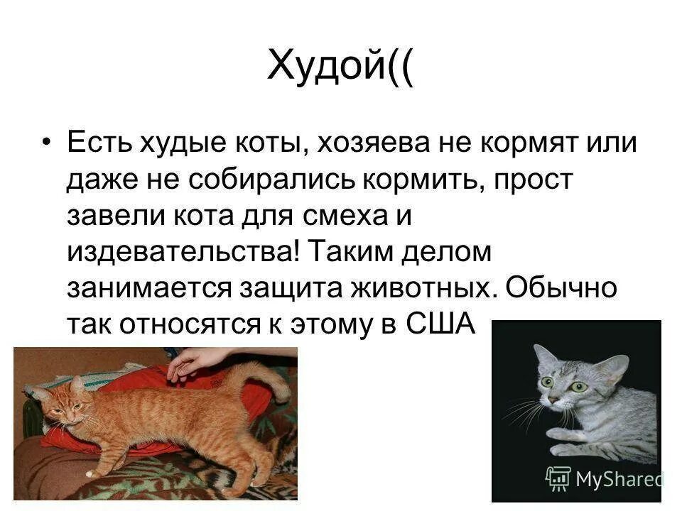 Почему кошка не поправляется. Как понять что кот худой. как понять что кошка худая.
