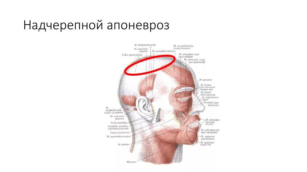 Массаж апоневроза головы. Надчерепной апоневроз сухожильный шлем. Апоневроз свода черепа. Сухожильный апоневроз черепа.