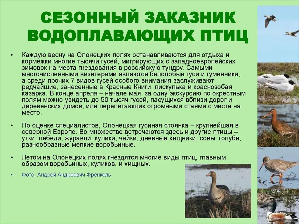 Весной для гнездования зимовок возвращаются такие птицы. Места гнездования водоплавающих птиц. всероссийский день учёта водоплавающих птиц. день учета водоплавающих птиц. особенности водоплавающих птиц.
