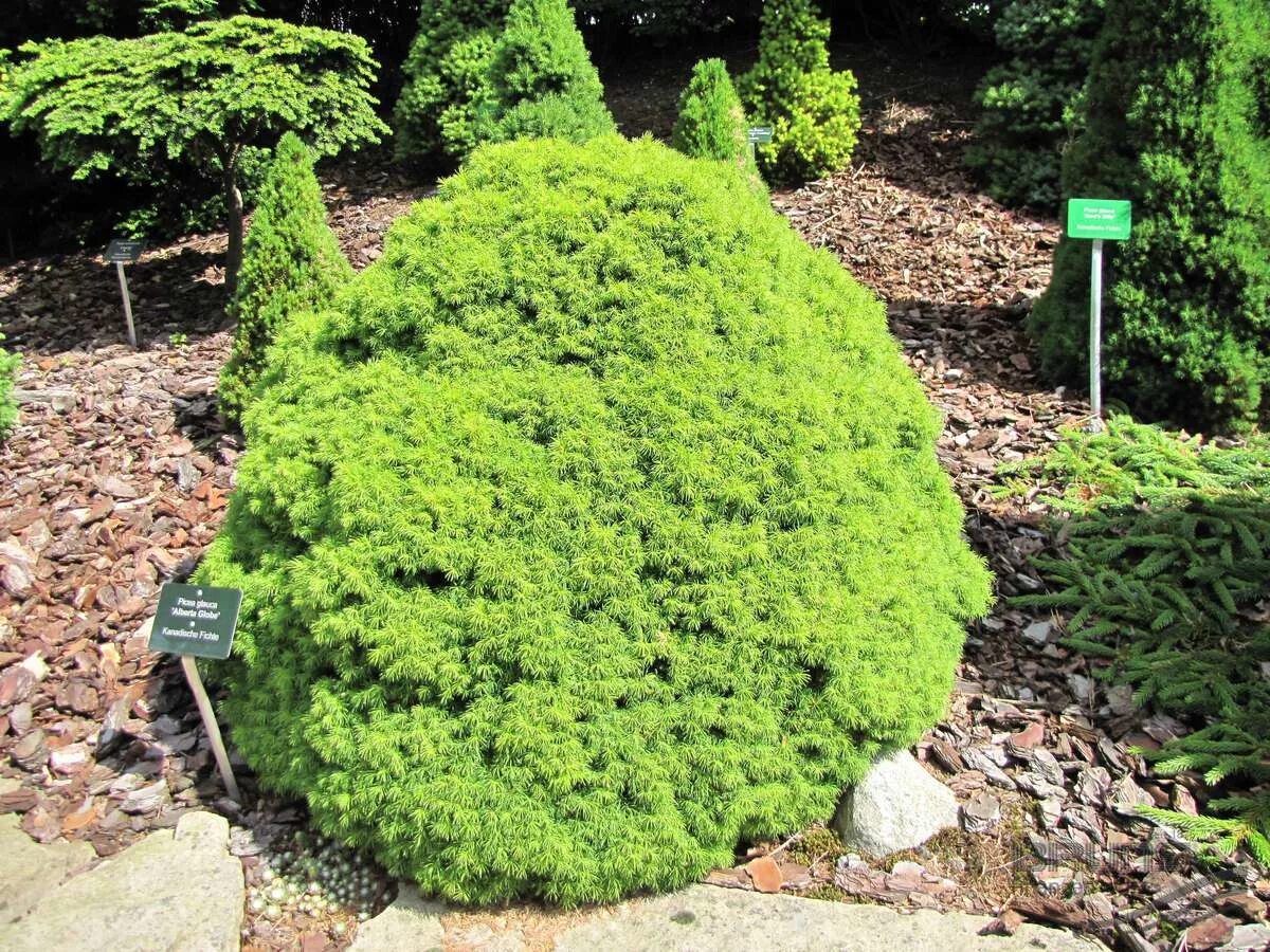 Ель сизая (Picea glauca) “Alberta Globe”.