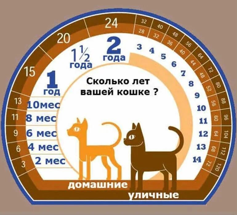 Как узнать сколько лет кошке