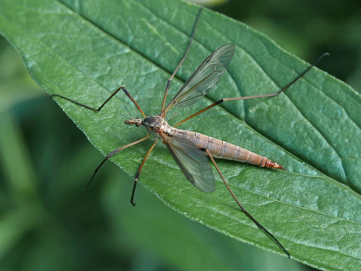 Как называется большой комар. Долгоножка Болотная. Малярийный комар долгоножка. Муха долгоножка. Комар долгоножка полосатый.