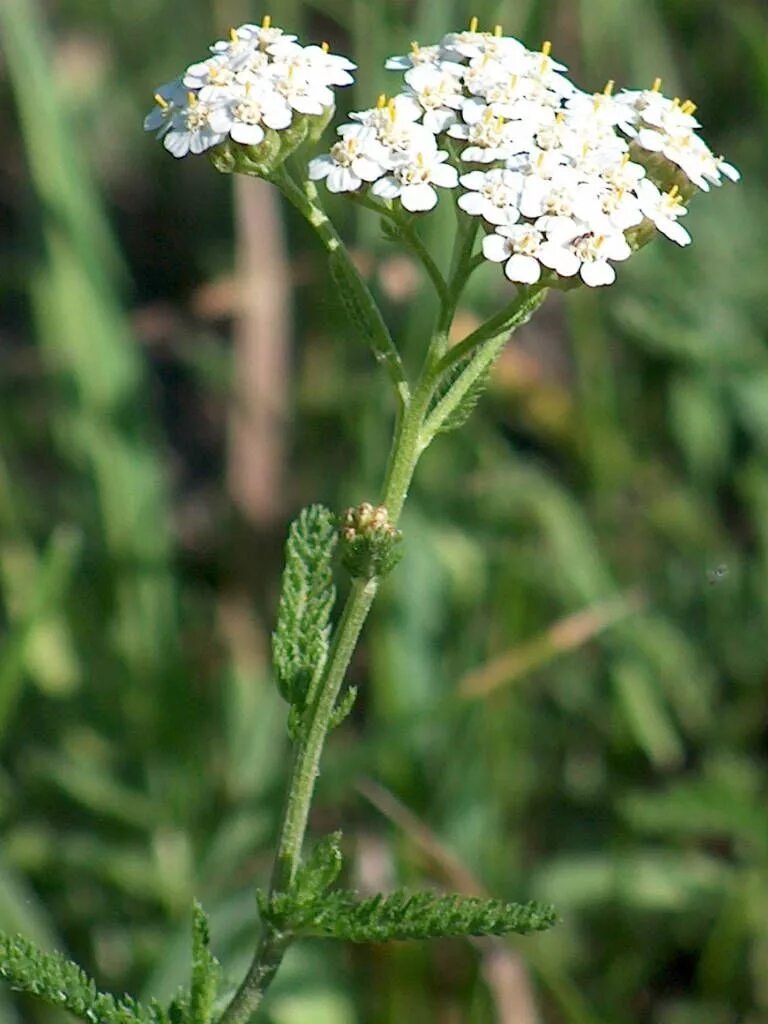 Тысячелистник луговой. Тысячелистник обыкновенный (achillea millefolium). Везде росли цветы. Маки цветы. Тысячелистник обыкновенный луговой.