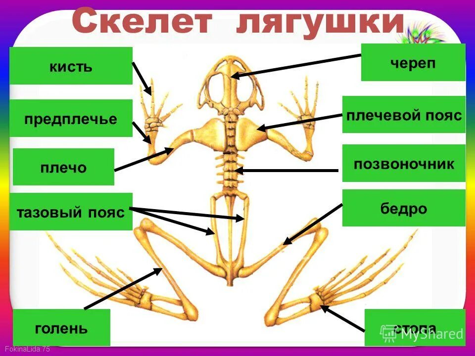 скелет земноводных отделы позвоночника. скелет амфибии лягушки 7 класс. крестцовый отдел позвоночника лягушки. строение скелета лягушки биология. позвоночник лягушки состоит из отделов.