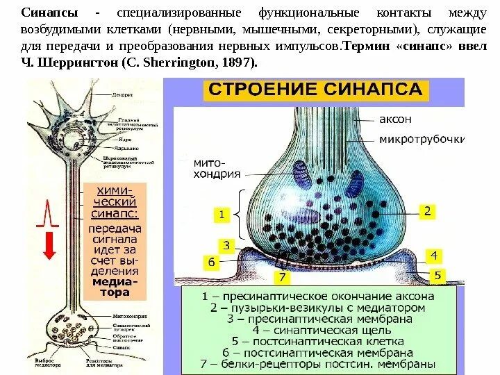 Соединение синапсов. Строение электрического синапса. синаптические контакты между клетками. строение синапса и передача нервного импульса. строение и виды синапсов.