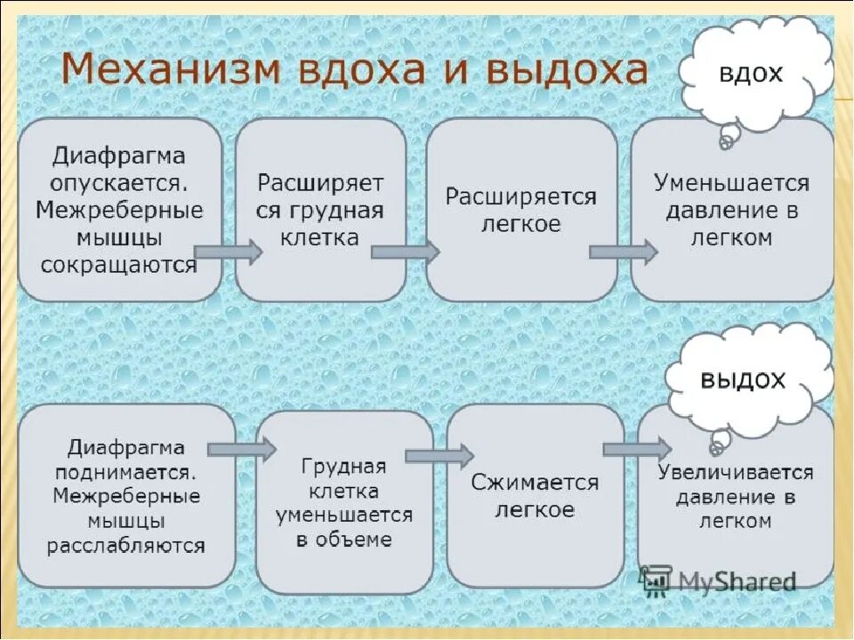 Последовательность этапов движения кислорода. Процесс вдоха и выдоха у человека. Опишите механизм вдоха и выдоха. Схема процесса вдоха и выдоха. Механизм процесса вдоха и выдоха.