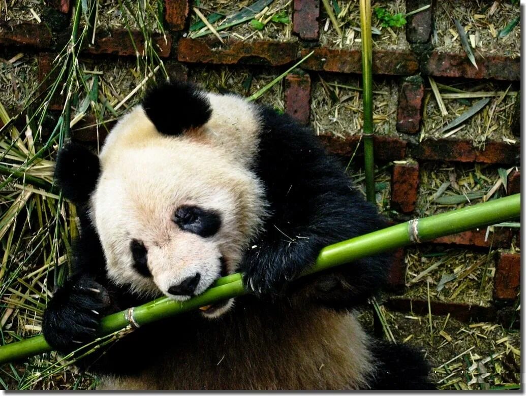 Большая панда что едят. Панда на бамбуке. Панда хавает бамбук. Панда ест бамбук. Панда жует бамбук.