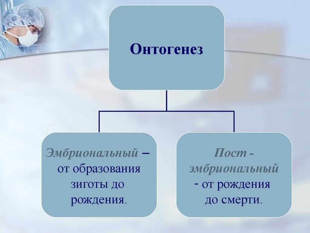 Индивидуальное развитие живого организма. Онтогенез. Индивидуальное развитие. Индивидуальное развитие организма онтогенез. Индивидуальное развитие организма презентация.