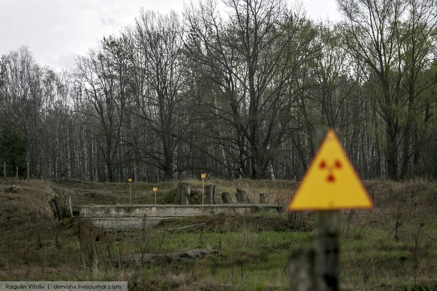 Радиационной экологии гомель. Полесский радиационно-экологический заповедник. Полесский радиационный заповедник сейчас. Полесская зона отчуждения. Хойники Гомельской области зона отчуждения.