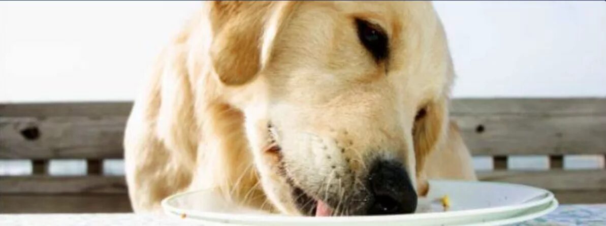 Облизывает тарелку. Несколько животных облизывают мороженое. Конг собачий собачий. Собака облизала тарелки футболистов. Тарелка для собак для слизывания.