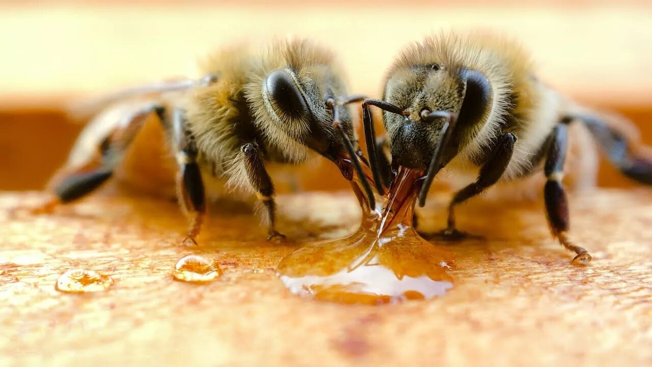 Big honey. Пчелы и мед. Bees make Honey. Пчела ест мед. Гималайская медоносная пчела.