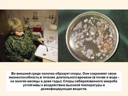 Жизнеспособность бактерий