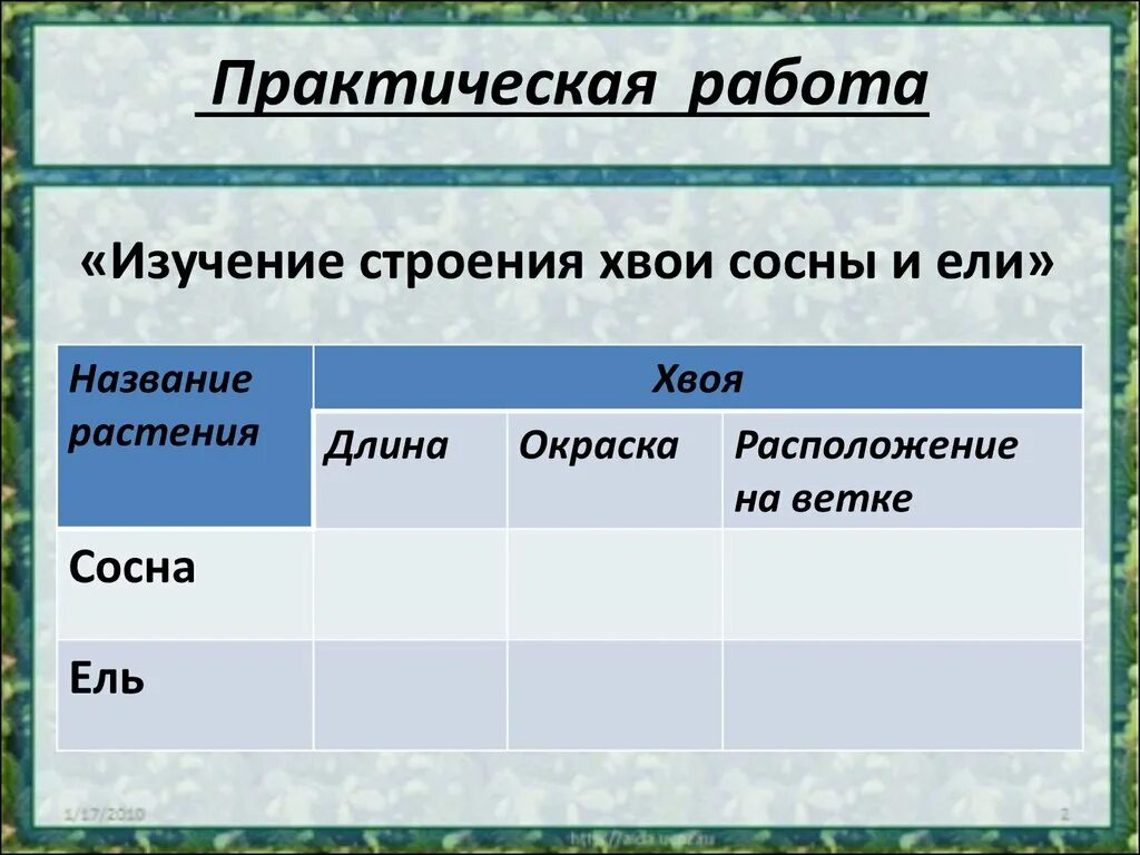 Форма хвои сосны. Длина хвоинок у сосны. Сосна длина окраска расположение на ветке. Окраска хвои сосны и ели. Таблица хвойных