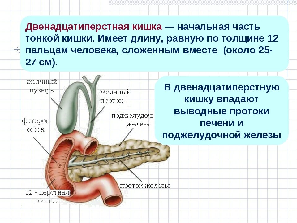 Двенадцатиперстная кишка биология 8 класс. 12 Перстная кишка строение и функции. Строение и функция 12пёрстной кишки у человека. 12 Ти перстная кишка анатомия строение и функции. Двенадцатиперстная кишка функции.