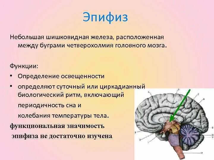 Шишковидная железа. Функция эпифиза в головном мозге. Эпифиз анатомия функции. Эпифиз шишковидное тело. Шишковидное тело железа внутренней секреции.