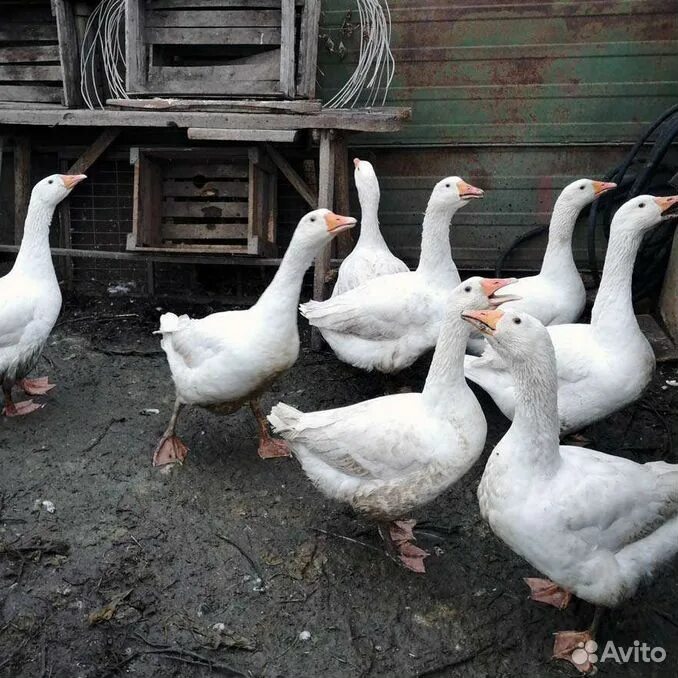 Где продать гусей