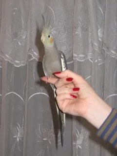 Как различить кореллу мальчика