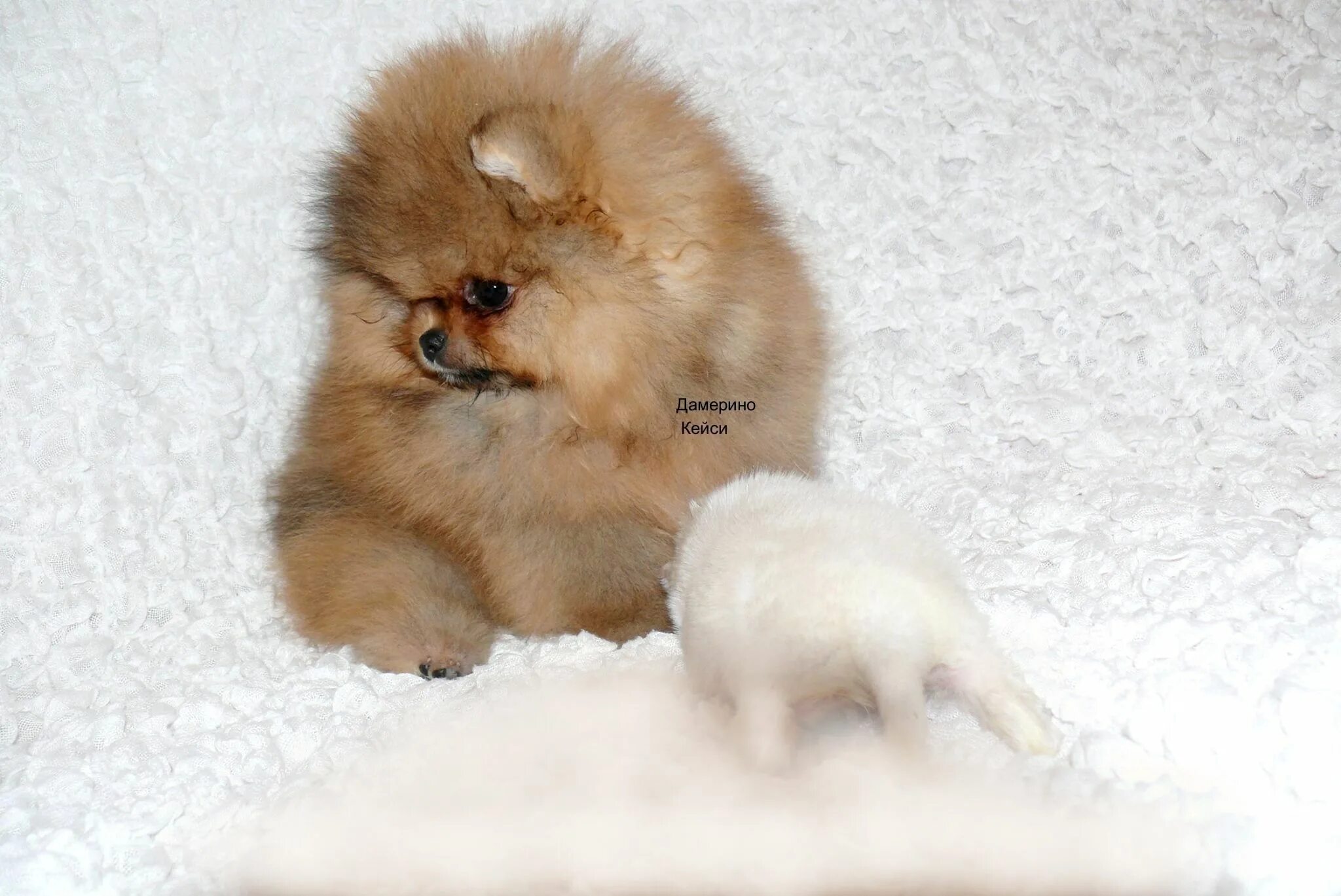 Может ли быть аллергия на шпица. Болезни шпица померанского. Алопеция у шпица. Инстаграм бася немецкий шпиц. Может ли быть аллергия на шпица.