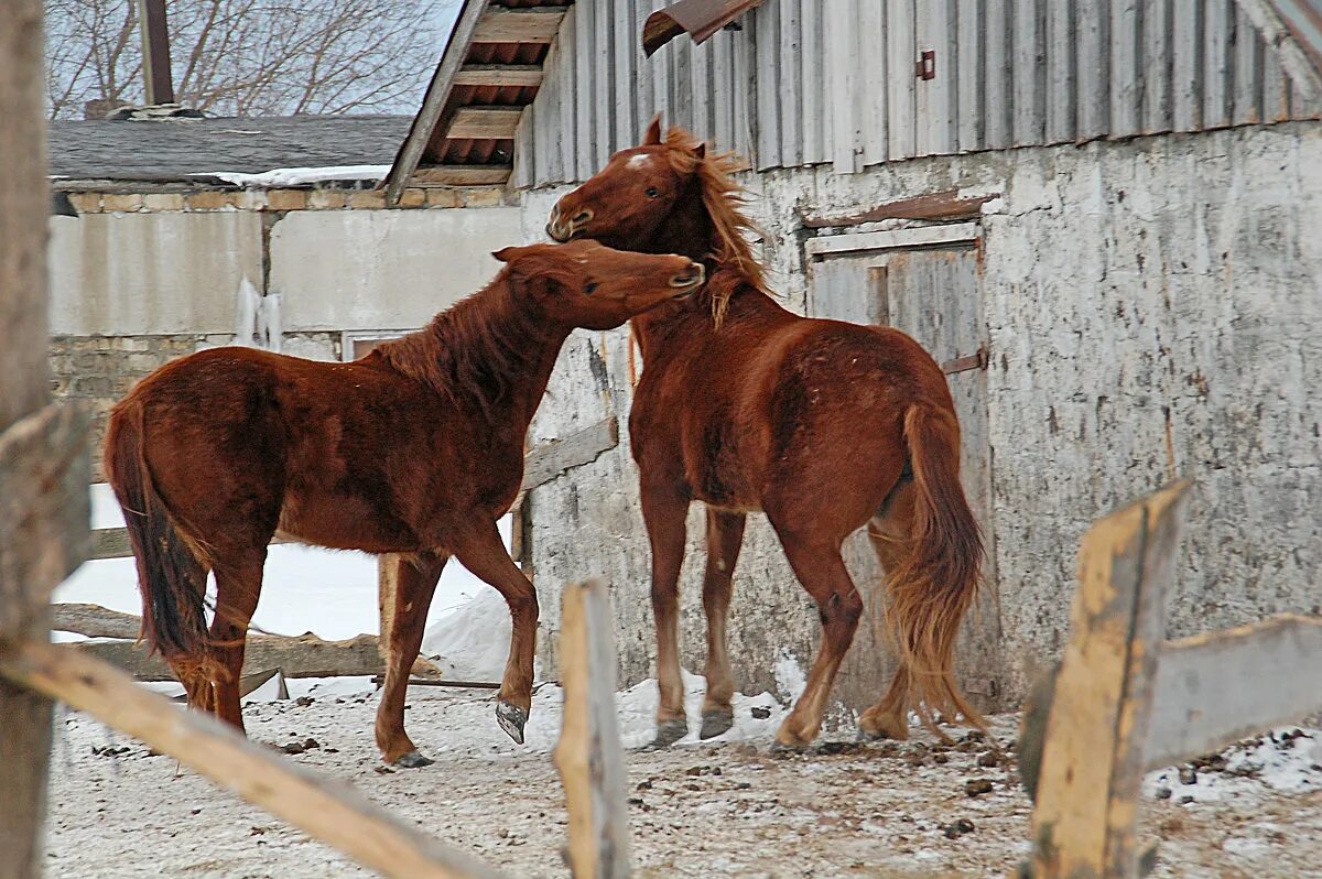 Тендряков пара гнедых краткое содержание. Владимир тендряков рассказы. Пара гнедых 2009. Характеристика персонажей пара гнедых. Пара гнедых содержание.