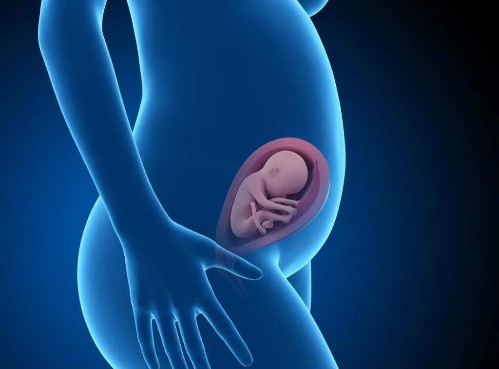 Фотограф леннарт нильсон. Плод на 26 неделе беременности. 22-24 недели беременности. Ребёнок на 26 неделе беременности. Ребенок в утробе 28 недель беременности.